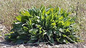 Rumex acetosa