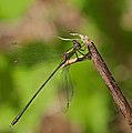 Chalcolestes viridis