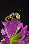 Bee on alfalfa flower