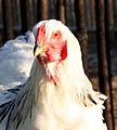 Primo piano della testa di un gallo bianco columbia.