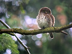 Eurasian Pygmy Owl (Glaucidium passerinum), Eastern Belgium (14581626193).jpg