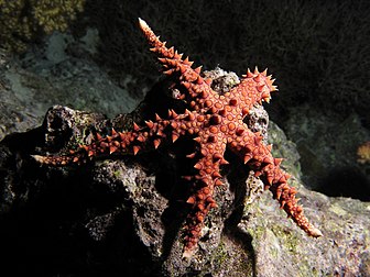 Une étoile de mer égyptienne (Gomophia egyptiaca) de la famille des Ophidiasteridae, sur le récif corallien de Shaab Angosh, dans la mer Rouge. (définition réelle 3 165 × 2 374)