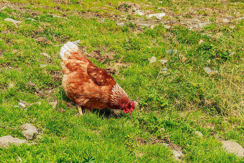 File:Farm Arpisson (2327 m.) Above Gimillan Cogne Valley (Italy). Kippen om de boerderij 01.jpg