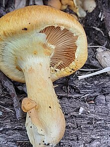 Gymnopilus junonius partial veil.jpg