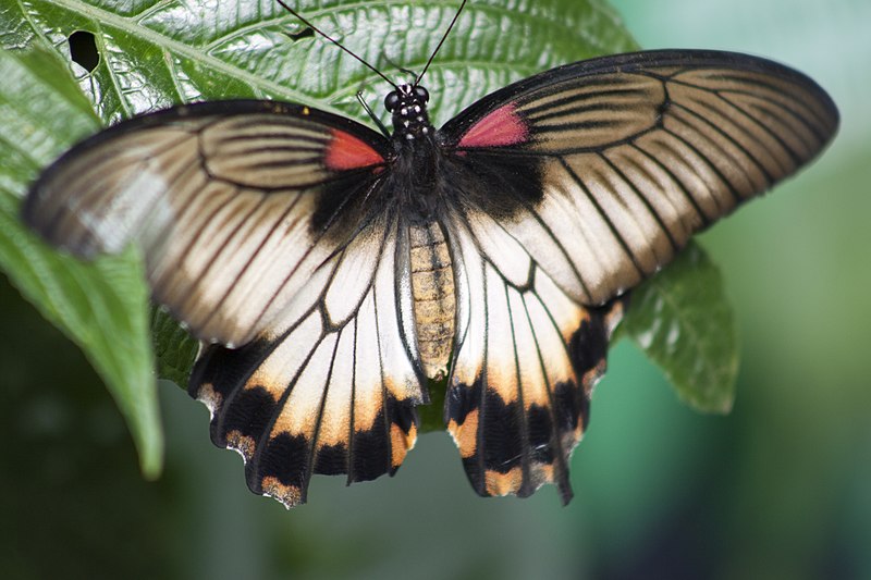 File:Great Mormon Butterfly 25 (4871838853).jpg