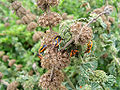 Horehound bugs