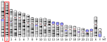 Ideogram human chromosome 2.svg