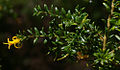 Persoonia terminalis ssp terminalis, Australian National Botanic Garden, Canberra