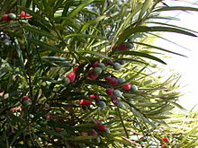 Blöð Podocarpus macrophyllus og fullþroskaðir könglar.