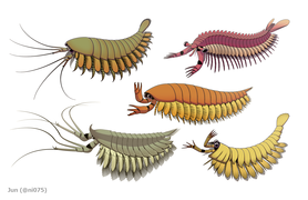 Megacheira or 'great appendage arthropods', a class of possible stem-chelicerate previously thought to be radiodont's close relative