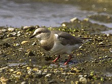 Magellanic Plover - Tierra del Fuego - Argentina.jpg