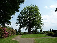 Linde in Neuenkirchen