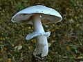 Agaricus silvicola