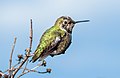 Image 17Anna's hummingbird in Pacifica, California