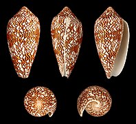 Conus textile