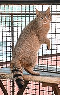 Un Chat de Biet au zoo de Xining.