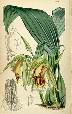 Coelogyne speciosa