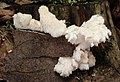 Hericium cirrhatum