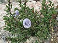 Globularia alypum