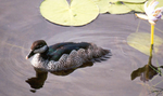 Thumbnail for Pygmy goose