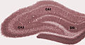 Diagram of hippocampal regions in a rat brain.