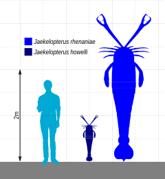 Diagramme représentant la taille des deux espèces connues de Jaekelopterus avec un humain.