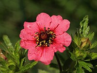 Potentilla nepalensis