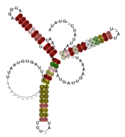 Передбачувана структура послідовностей РНК бактерій з роду Rickettsia (метод RNAalifold).