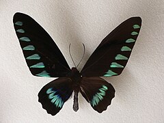 Description de l'image MP - Birdwing 6.jpg.