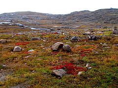 Nunavut tundra -c.jpg