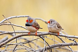 Australian Zebra Finch (SDG 15)