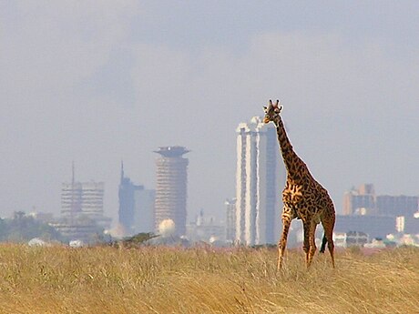 Une girafe dans le parc national de Nairobi