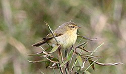 Buff-throated Warbler (Phylloscopus subaffinis) (8077157114) (cropped).jpg