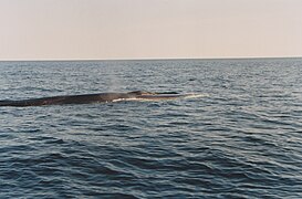 Whale, expedition organized by Observation littoral Percé (1995), Gaspé Bay