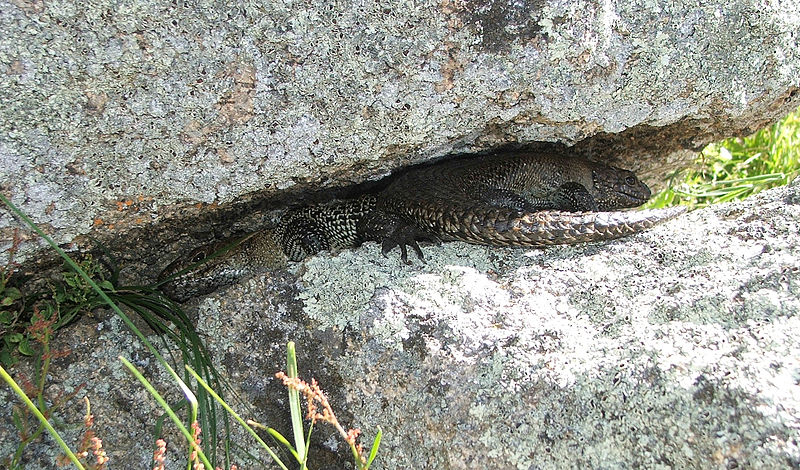 File:Cunningham's Skink2-MJC.jpg