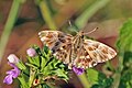 * Nomination Oriental marbled skipper (Carcharodus orientalis), Bulgaria --Charlesjsharp 09:23, 25 August 2017 (UTC) * Promotion Good quality. PumpkinSky 13:42, 25 August 2017 (UTC)