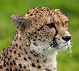 Cheetah