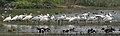 Eurasian spoonbill Platalea leucorodia resting at Sultanpur