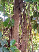 Ficus elastica