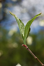 Cornus florida