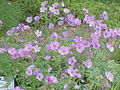 Geranium tuberosum