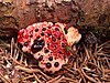 Hydnellum peckii