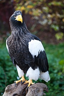 Haliaeetus pelagicus -Heidelberg Zoo, Germany-8a.jpg