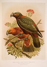 Dva sedící kakové (J. G. Keulemans, 1888)