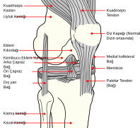 Knee diagram tr.svg