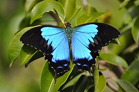 Fotografia de P. montrouzieri em seu habitat.