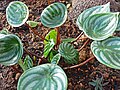 Peperomia argyreia（英语：Peperomia argyreia）