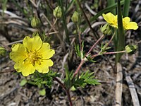 Potentilla chinensis