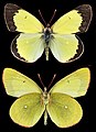 Colias palaeno, ♂