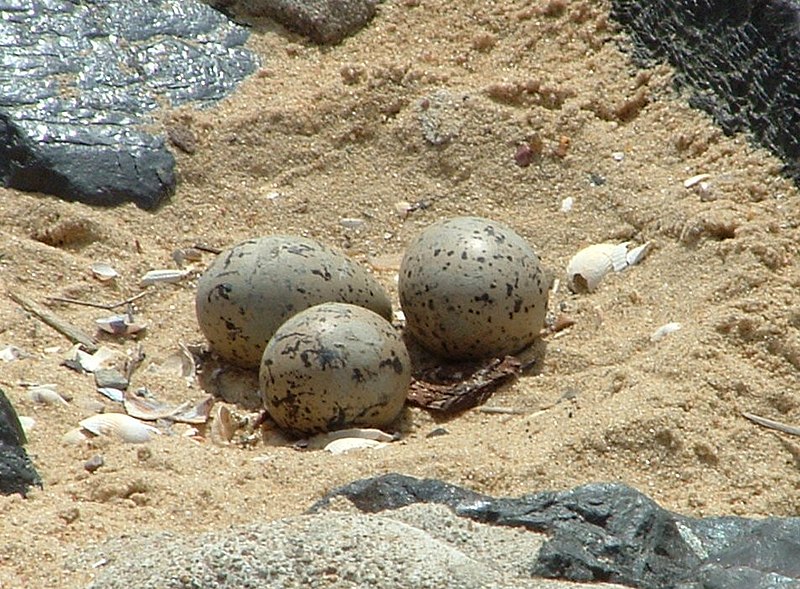 File:Oystercatcher-eggs.JPG